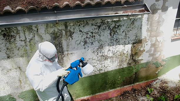Top rated local Mold Remediation specialists in Edenton, NC